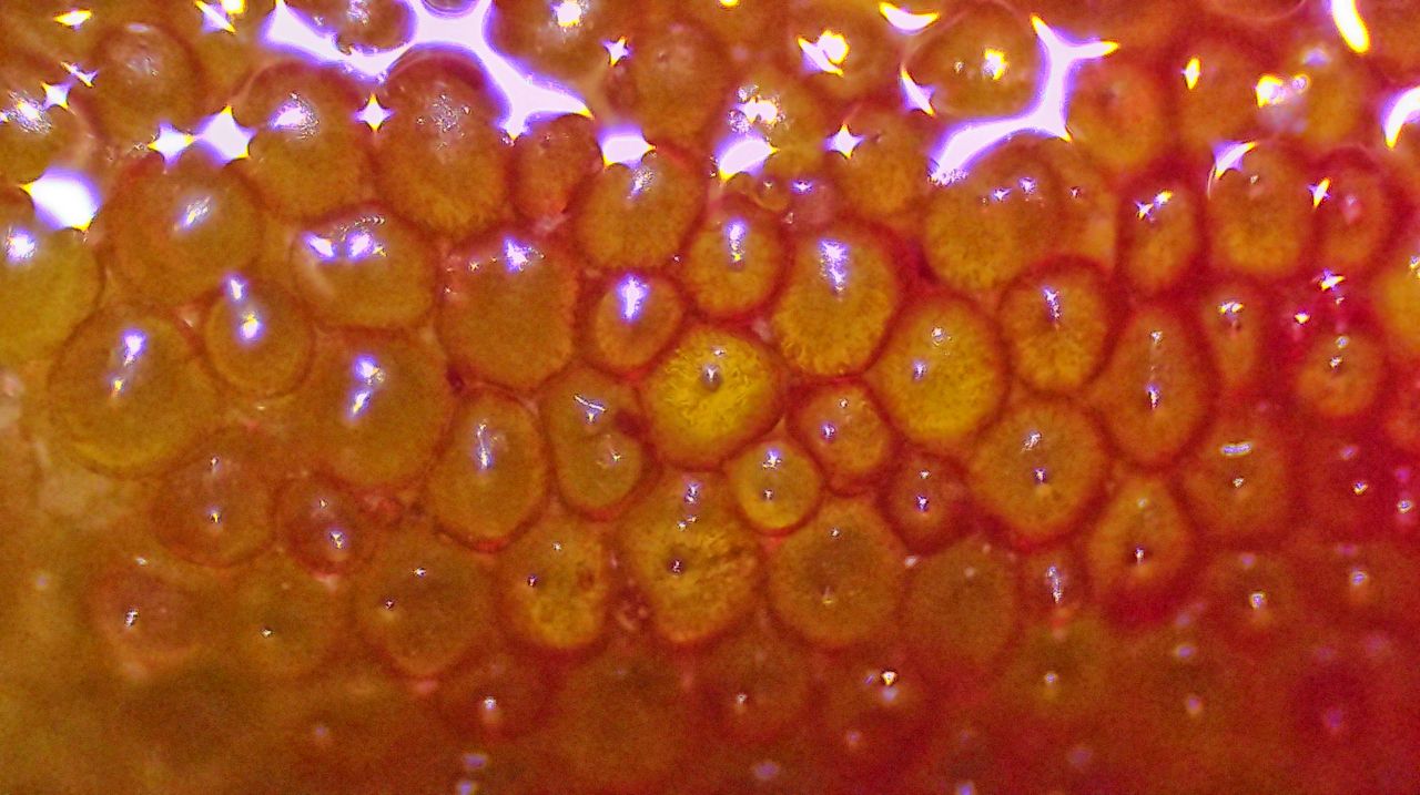 Il velluto venuto dal mare:  l''alga Codium subtomentosum